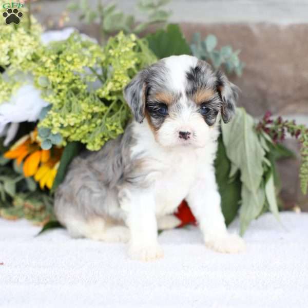Bailey, Cavapoo Puppy